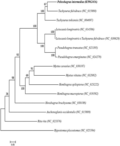 Figure 1. Phylogeny of 27 mitochondrial genomes with Hypostomus Plecostomus as an outgroup based on the neighbor-joining (NJ) and maximum likelihood (ML) analysis. The bootstrap values were based on 1000 resamplings.