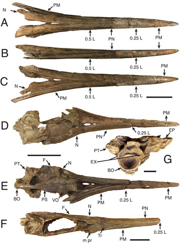 Figure 11. A–C, †Makaira colonense sp. nov. (MUPAN–STRI 39292), rostrum; A, dorsal view; B, right lateral view; C, ventral view. D–G, †Makaira panamense (USNMN 18710), holotype; D, skull in dorsal view; E, skull ventral view; F, left lateral skull view; G, occipital region. Scale bars: A–C, F = 10 cm; D, E = 20 cm; G = 4 cm.