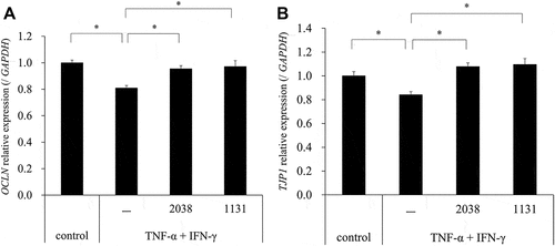 Figure 2. L. bulgaricus 2038 and S. thermophilus 1131 suppressed the decrease in the gene expression levels of tight junctions (TJs) by TNF-α and IFN-γ.