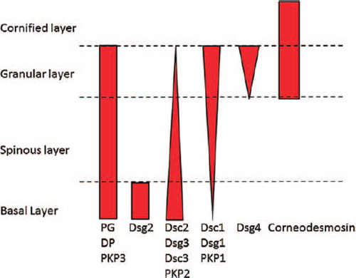 Figure 1. Diagram showing the distributions of the major desmosomal components and their isoforms in human epidermis. In the cornified layer, desmosomal adhesion is mediated by corneodesmosin, which is not discussed in this review.