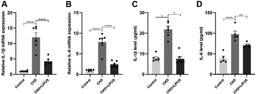 Figure 2. Treatment with LIPUS suppressed the expression of inflammatory factors in the ADR-induced CKD rat. The mRNA expression levels of (A) IL-1β (interleukin-1β) and (B) IL-6 (interleukin-6) in rat kidney tissue were assayed by real-time quantitative polymerase chain reaction (RT-qPCR). (C) The protein expression levels of (C) IL-1β and (D) IL-6 in rat kidney tissue were assayed by enzyme linked immunosorbent assay (ELISA). Data represent the mean ± standard error of the mean (SEM) for 6 rats in each group. *p < 0.05, ** p < 0.01, **** p < 0.0001.