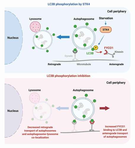 Figure 1. LC3B phosphorylation decreases FYCO1 binding to LC3B and promotes retrograde transport of autophagosomes. Top panel: STK4-mediated LC3B phosphorylation, an event further induced by nutrient starvation, leads to a decrease of FYCO1 binding to LC3B and a putative diminished association of kinesin with autophagosomes. In turn, this promotes the retrograde transport of autophagosomes. Bottom: When LC3B phosphorylation is blocked, FYCO1 shows increased association with LC3B, and autophagosome transport toward the nucleus is reduced, compromising autophagosome-lysosome colocalization. The increased FYCO1 association correlates with higher transport of autophagosomes toward the cell periphery, as reflected by their increased time and distance in anterograde motion, among other transport parameters