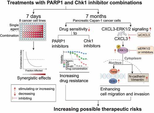 Figure 7. Graphic model illustrating repeated treatment of PARP1-Chk1 inhibitor promote drug resistance, migration and invasion. During a 7 days treatment, PARPi-Chk1i combination exhibited a synergistic antitumor effect on 8 HRR-deficient cancer cell lines. When Capan-1 cells are under the selective pressure of repeated treatment for about 7 months, the rabusertib/olaparib combination result in increased drug resistance than monotherapy. Furthermore, the migration and invasion abilities of resistant cells were enhanced through activating CXCL3-ERK1/2 signaling pathway.