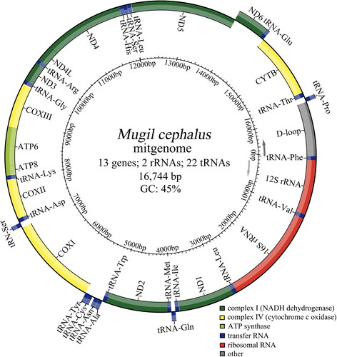 Figure 2. The circular-mapping mitochondrial genome of Mugil cephalus ON262567 prepared using the MitoFish web server. Genes inside the circle are transcribed clockwise, whereas those outside are transcribed counterclockwise.