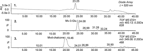 Figure 5 μLC/MS analysis of malvidin-3-glucoside and the hydrated form of malvidin or the related chalcone (sample of rosé wine stored for 582 days at 25°C in darkness).