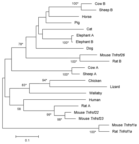 Figure 6. Phylogeny of Tnfrsf homologous sequences within Kcnq1 orthologous regions. The evolutionary history was inferred using the Neighbor-Joining method. Nucleotide sequences that aligned unambiguously to mouse Tnfrsf22, Tnfrsf23 or Tnfrsf26 were analyzed (see Materials and Methods); nine guinea pig sequences were removed from this analysis for the sake of clarity, although similar results were obtained in trees that included them (data not shown). This is a rooted phylogram obtained using MEGA 5.05.Citation13 The evolutionary distances were computed using the Maximum Composite Likelihood method and are in the units of the number of base substitutions per site. Numbers at nodes represent bootstrap support values based on 5000 pseudoreplicates. Values below 50% were removed and * indicates 70% or above bootstrap support.Citation16