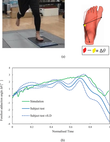 Figure 5. Validation of the finite-element foot model: (a) Definition of the foot adduction angle Δθ measured in barefoot step (b) Comparison of forefoot adduction angle of simulation model with participant test.
