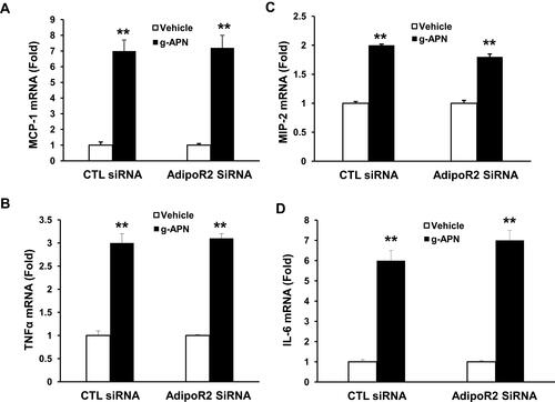 Figure 8 Knock-down AdipoR2 had no effect on the expression of cytokines in presence of g-APN. Knockdown of AdipoR1 had no effect on the expression ofMCP-1, MIP-2, TNFα, and IL-6 (A–D) in presence of g-APN in Raw 264.7 cells. **Compared with vehicle of CTL siRNA and AdipoR2siRNA, P<0.01, each group n=6.