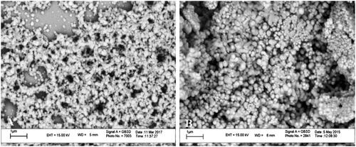 Figure 3. Electron microscopy images of blank Zein nanoparticles (A) and peptide-loaded Zein nanoparticles (B).