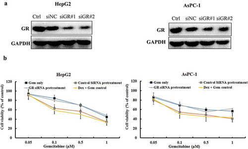 Figure 6. The effect of Dex, Gem and their combination on GR expression and proliferation of HepG2 and AsPC-1 cells using GR siRNA. (a) The cells were transfected with control siRNA and GR siRNA for 48 h. GR expression was measured in both cells by western blot analysis. Equally amount of whole cell lysate was loading. GAPDH was used as a loading control. (b) The cells were transfected with Control siRNA and GR siRNA #1 for 48 h. The cells was then treated with Gem, and Dex (1 μM) plus Gem, respectively. The viability rate of cells were detected by CCK-8 assay. The values represent Mean ± SEM for at least three independent populations measured in triplicates.