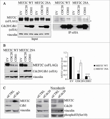 Figure 3. MEF2C protein level is controlled by CDC20 or CDH1, depending on the phosphorylation of Ser98 and Ser110. (A). MEF2C physically interacts with CDC20 and CDH1. Co-immunoprecipitation analysis of HEK293T cells transiently transfected with empty vector (EV) or HA-tagged vectors coding for CDC20 and CDH1 along with FLAG-MEF2C WT or 2SA. 48 hours after transfection, cells were treated with MG132 and harvested. Total protein extracts (Input) were incubated with protein A beads conjugated with anti-HA antibody. Left: input. Right: immunoprecipitated proteins. FLAG-tagged MEF2C was detected by Western blotting with anti-FLAG antibody. Vinculin was used as a loading control. Asterisk (*) indicates non-specific bands. (B) MEF2C expression is reduced by CDC20 and CDH1 overexpression, CDC20 dependent degradation relies on pSer98/pSer110 phosphorylation. C2 proliferating myoblasts were co-transfected with an empty vector (EV) or HA-tagged CDC20 and CDH1 vectors along with phosphorylable (WT) or not-phosphorylable (2SA) MEF2C. Cell extracts were analyzed by Western blotting with antibodies against FLAG and HA. Vinculin was used as loading control. The histogram (right panel) reports the densitometric quantification of MEF2C protein level (FLAG signal) normalized to the total amount of protein expressed relatively to the quantity of protein in the control sample, taken as 1. Histograms show means ± SEM of 3 independent experiments. ** represent P-values ≤ 0.01. (C) RNAi knockdown of Cdc20 and/or Cdh1 results in an accumulation of MEF2C. Asynchronous C2 cells were transfected with a control siRNA (siCTRL) or a pool of siRNAs targeting Cdh1 (siCdh1, left panel) or Cdc20 (siCdc20, middle panel) mRNAs and analyzed 72 hours later. Alternatively C2 cells transfected with siCdc20 were treated over-night with Nocodazole after 36 hours from transfection (left panel). Protein extracts were analyzed by Western blotting with antibody against MEF2C, CDH1, CDC20 and histone H3 phosphorylated on Ser10, a marker of the M phase. Vinculin was used as loading control. The results of the Western blot shown in A and C are representative of 2 independent experiments that gave similar profiles.