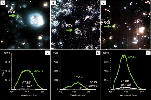 Figure 3. Confirmation of aluminum nanoparticle intracellular internalization. Enhanced Dark-field microscopy was used to determine a region of interest (ROI) in all three cell lines (A–C). Hyperspectral imaging is presented (D–F) as spectra from aluminum nanoparticles exposed to the cells. From this data we can confirm the uptake of aluminum into the cells and be able to understand its phase and quantity. Aluminum in primary and asthma cells seem to be a mixture of discrete and agglomerated particles, at 520 and 720 nm, respectively. There is a Gaussian-like distribution between the wavelengths indicating that there are multiple forms. Aluminum in the cancer cells contains more agglomerated particle forms due to the right shoulder.
