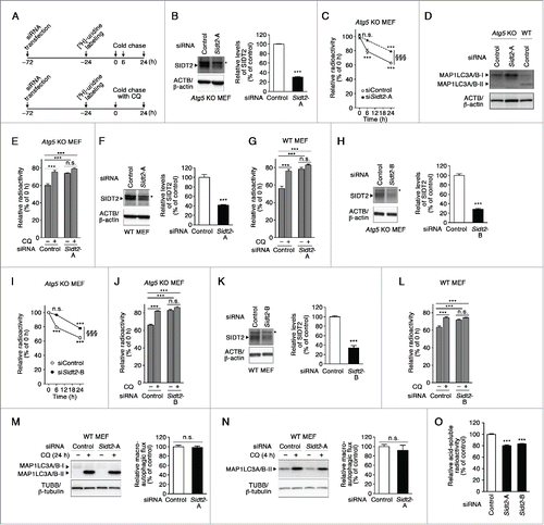 Figure 7. Effects of Sidt2 knockdown on cellular RNA degradation. (A) Experimental paradigm for monitoring the degradation of cellular RNA. CQ, chloroquine. (B, F, H and K) Decreased levels of SIDT2 proteins in atg5 KO MEFs and in WT MEFs transfected with Sidt2-siRNA were confirmed by immunoblotting. Mean ± SEM (n = 4). ***, P < 0.001. * indicates nonspecific bands which are not decreased by Sidt2 knockdown. (C) RNA turnover in atg5 KO MEFs cells, transfected as indicated, was measured as described in (A, upper panel) and Materials and Methods. Results are expressed as mean ± SEM (n = 4). ***, P < 0.001, n.s., not significant, compared with 0 h. §§§P < 0.001, compared with time-matched control. In control and Sidt2-knockdown cells, 37.3 ± 0.6 and 21.1 ± 0.6 (mean ± SEM) % of RNA was calculated to be degraded during 24 h, respectively, and 20.9 ± 3.1 and 5.5 ± 1.3 (mean ± SEM) % during 6 h, respectively. (D) No conversion of MAP1LC3A/B-I to MAP1LC3A/B-II in atg5 KO MEFs was confirmed by immunoblotting. (E) RNA turnover in atg5 KO MEFs cells, transfected as indicated, with or without CQ was measured as described in (A, lower panel) and Materials and Methods. Mean ± SEM (n = 4). ***, P < 0.001, n.s., not significant. In control and Sidt2-knockdown cells without CQ treatment, 40.1 ± 2.0 and 26.2 ± 0.6 (mean ± SEM) % of RNA was calculated to be degraded during 24 h, respectively. In control and Sidt2-knockdown cells with CQ treatment, 24.7 ± 2.0 and 20.9 ± 0.9 (mean ± SEM) % of RNA was calculated to be degraded during 24 h, respectively. (G) RNA turnover in WT MEFs, transfected as indicated, with or without CQ were measured as described in (E). Mean ± SEM (n = 4). ***, P < 0.001, n.s., not significant. In control and Sidt2-knockdown cells without CQ treatment, 43.8 ± 2.6 and 21.8 ± 1.9 (mean ± SEM) % of RNA was calculated to be degraded during 24 h, respectively. Contribution of SIDT2 for total cellular RNA degradation was calculated to be 50.2%. In control and Sidt2-knockdown cells with CQ treatment, 23.7 ± 2.1 and 16.6 ± 1.8 (mean ± SEM) % of RNA was calculated to be degraded during 24 h, respectively. (I) RNA turnover in atg5 KO MEFs cells, transfected as indicated, was measured as described in (C). Results are expressed as mean ± SEM (n = 4). ***, P < 0.001; n.s., not significant, compared with 0 h. §§§, P < 0.001, compared with time-matched control. (J) RNA turnover in atg5 KO MEFs cells, transfected as indicated, with or without CQ was measured as described in (E). Mean ± SEM (n = 4). ***, P < 0.001, n.s., not significant. (L) RNA turnover in WT MEFs, transfected as indicated, with or without CQ were measured as described in (E). Mean ± SEM (n = 4). ***, P < 0.001; n.s., not significant. (M and N) Macroautophagic flux assay was performed as described in Materials and Methods. Mean ± SEM (n = 3). n.s., not significant. (O) WT MEFs were transfected with siRNAs as indicated, and labeled with [3H]-uridine for 24 h. Then, acid-soluble radioactivity of cells was measured as described in Materials and Methods. Mean ± SEM (n = 4). ***, P < 0.001.