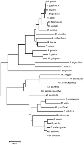 Figure 1 A phylogenetic tree for NDUFS8 orthologs.