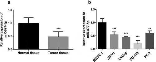 Figure 1. miR-877-5p is downregulated in prostate cancer. (a). Relative expression of miR-877-5p in prostate cancer tissue and normal tissue samples (n = 101). (b). miR-877-5p expression in prostate cancer cell lines and normal prostatic epithelial cell RWPE-1. n = 4. *P < 0.05, ***P < 0.001