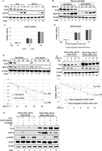 FIG 4 Increased induction of GRP78 expression is required for ECD to downregulate PERK signaling. (A) Ecdfl/fl MEFs were treated with adenovirus as described in the legend to Fig. 3A to C, and then the cells were treated with thapsigargin (50 nM). Cell lysates were prepared at the indicated time points. Equal amounts of proteins were resolved in an SDS-PAGE gel and then subjected to Western blotting with the indicated antibodies. (B) ECD was knocked down by use of siRNA (20 nM) in Panc-1 cells, followed by exposure to glucose-free medium, and cell lysates were collected at the indicated time points and subjected to Western blotting with the indicated antibodies. (C and D) Following ECD deletion (C) or ECD overexpression (D) and thapsigargin treatment as described above, the levels of GRP78 mRNA were assessed in WT (control) versus ECD−/− (adeno-Cre treated) or control versus ECD-overexpressing MEFs by use of qRT-PCR. (E) ECD was knocked down in Panc-1 cells, followed by cycloheximide treatment (25 μM). Cell lysates were prepared at the indicated time points and subjected to Western blotting with the indicated antibodies. (F) ECD-inducible MEFs and their control MEFs were treated with Dox as described previously, followed by treatment with thapsigargin and then cycloheximide treatment (25 μM) for the indicated times. Cell lysates were prepared and subjected to Western blotting with the indicated antibodies. (G) ECD-overexpressing MEFs and control MEFs were treated with GRP78 siRNA (30 nM) or control siRNA (scrambled). Twenty-four hours later, the cells were treated with Dox for 48 h to induce ECD overexpression, followed by thapsigargin treatment (50 nM). Equal amounts of proteins were resolved in an SDS-PAGE gel and subjected to Western blotting with the indicated antibodies.