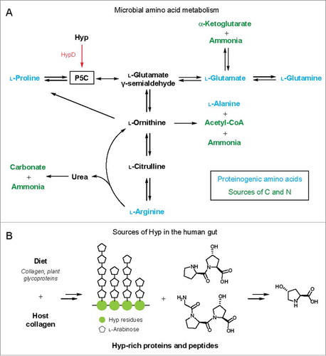 Figure 4. (A) Hyp metabolism by HypD interfaces with microbial amino acid metabolic pathways. Arrows can represent multiple steps and only key metabolites are shown. P5C is a central intermediate in amino acid metabolism. The downstream metabolites α-KG, carbonate, acetyl-CoA, and ammonia can serve as sources of carbon and nitrogen. (B) Sources of Hyp in the human gut from diet or endogenous collagen turnover. Major collagen-derived peptides and Hyp repeats from extensin, a plant cell wall glycoprotein, are shown as examples.