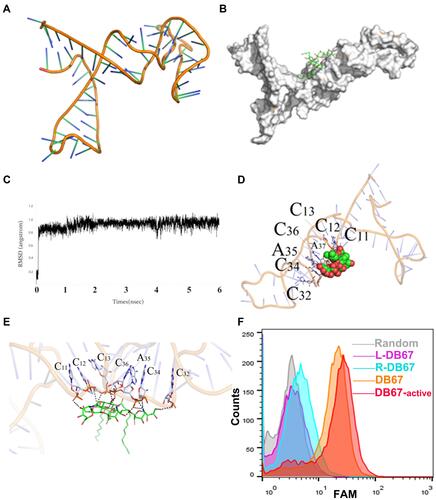 Figure 3 Evaluation of DB67 core region for GD2 recognition and binding. (A) The three-dimensional of DB67. DB67 was mainly composed of several stem-ring structures. (B) Black box docking position of DB67. (C) Recognition of system balance between DB67 and GD2 molecules. (D and E) Molecular docking. The C11th, C12th, C13th, C32th, C34th, A35th, and C36th could form polar interaction. (F) Flow cytometry assessment of truncated DB67 for GD2 binding specificities. DB67 was truncated and truncated sequence L-DB67, R-DB67, DB67-active, and DB67 were incubated with IMR32 cells. Fluorescence signals were detected.