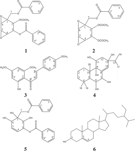 Figure 1. Chemical constituents obtained from Kaempferia angustifolia: boesenboxide (1), crotepoxide (2), 2ˊ-hydroxy-4,4ˊ,6ˊ-trimethoxychalcone (3), kaempfolienol (4), and zeylenol (5).