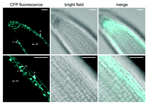 Figure 2. Seh1-CFP subcellular localization in root cells. Confocal images of Seh1-CFP fluorescence in roots of 2-week-old plate-grown seh1–1 seedlings stably expressing Seh1-CFP under control of the double 35S promoter. Scale bars are 25 µm. C, cytoplasm; N, nucleoplasm; NE, nuclear envelope; NL, nucleolus.