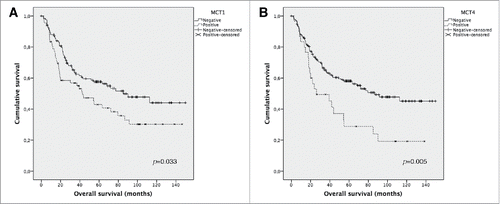 Figure 2. Overall survival curves of melanoma's patients. The results are stratified according to protein immunohistochemical expression, using Kaplan Meier's method. Only significant results are shown. Continuous line refers to negative expression while interrupted line refers to positive expression. (A) Plasma membrane expression of MCT1; (B) Plasma membrane expression of MCT4.