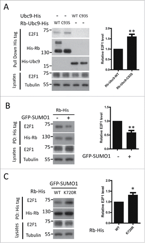 Figure 5. SUMOylation of Rb disrupts the E2F1-Rb interaction. (A) The constitutive SUMOylated Rb construct shows reduced interaction with E2F1. HEK293 cells were transfected with His-tagged Rb-Ubc9 or Ubc9, followed by pull-down experiments. The amount of Rb-bound E2F1 was determined by immunoblotting. Quantification of the data is shown as the mean± the SEM (n = 4). (B) Elevated global SUMOylation causes decreased association between Rb and E2F1. HEK293 cells transfected as indicated were lysed and subjected to pull down assay. Rb and E2F1 were detected by Western blot protein gel blot analysis using the indicated antibodies. The mean (n = 3) with the SEM values for the amount of Rb-bound E2F1 are shown. PD: Pull down. (C) Defective SUMOylation of Rb leads to increased sequestration of E2F1. WT and K720 Rb were precipitated by Ni-NTA using lysates from HEK293 cells transfected with the indicated constructs, and the amount of associated E2F1 was determined by immunoblotting. Data are expressed as the mean ± the SEM (n = 3). PD: pull down.