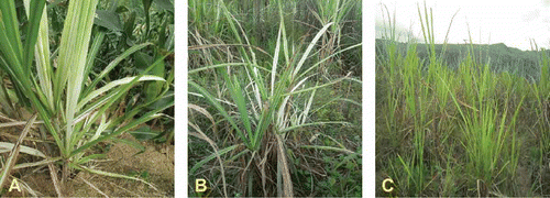 Fig. 1. Symptoms of suspected SCWL-infected sugarcane plants. A, diseased plant; B, diseased clump and C, field infected with SCWL.