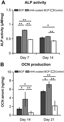 Figure 5 Intracellular ALP activity (A) and OCN production (B) for BMSCs cultured in BCP, nHA-coated BCP and control group. * refers to p<0.05, ** refers to p<0.01.