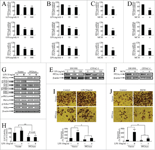 Figure 3. Inflammatory stimuli promoted in vitro growth and metastasis by repressing PP2Ac expression in pancreatic cancer cells. (A, B) Real-time PCR determination of mRNA levels of PP2Acα, PP2Acβ, and total PP2Ac in SW1990 (A) and CFPAC-1 (B) cells incubated with LPS (0, 10, 100 ng/ml) for 24 h. **P < 0.01 as compared with control. (C, D) Real-time PCR determination of mRNA levels of PP2Acα, PP2Acβ, and total PP2Ac in SW1990 (C) and CFPAC-1 (D) cells incubated with MCM for 24 h. **P < 0.01 as compared with control. (E, F) Western blotting assessment of PP2Ac expression levels of PP2Ac after treatment with LPS (E) or MCM (F). (G) Western blot evaluation of JNK, ERK, PKC and IKK phosphorylation levels in cells transfected with pcDNA3.1(+)-PP2Acα plasmid for 24 h, and then treated with 10 ng/ml LPS for another 12 h. (H) MTT assay of cells transfected with pcDNA3.1(+)-PP2Acα plasmid for 24 h, and then incubated with MCM for an additional 120 h. **P < 0.01 as compared to control. and&P < 0.01 indicates significant differences between fold induction. (I, J) Invasion assay of SW1990 (I) and CFPAC-1 (J) cells transfected with pcDNA3.1(+)-PP2Acα plasmid for 24 h, and then treated with 10 ng/ml LPS or MCM for an additional 24 h. Cells that had migrated to the lower membranes were photographed under ×400 magnification. *P < 0.05, **P < 0.01 as compared to control. @P < 0.05, @@P < 0.01 indicate significant differences between groups. &P < 0.05 indicates significant differences between fold induction.