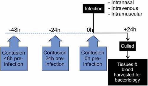 Figure 1. Diagram showing timing of contusion – infection model for exploratory studies.