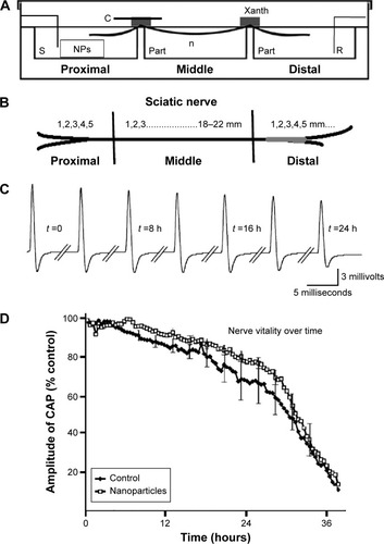 Figure 1 Experimental setup and electrophysiology.Notes: (A) Recording bath scheme. (B) Schematic representation of sciatic nerve’s proximal, middle, and distal regions. (C) Indicative evoked CAPs from whole nerve recordings. (D) Nerve vitality curve for CeO2.Abbreviations: C, glass cover; CAP, compound action potential; n, perfusion chamber; NPs, nanoparticles; part, partition; R, recording chamber; S, stimulating chamber; Xanth, Xantopren; h, hours.