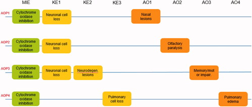 Figure 2. Naming conventions for the AOP network describing the mechanisms leading to five hallmark biological effects of H2S exposure. memory/motor impair: memory/motor impairment; neurodegen: neurodegeneration.