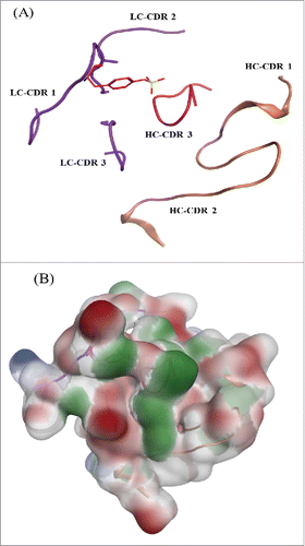 Figure 10. mAb tyrosine (Y31) site showing the CDR loops for both the heavy and light chain. (A) Sulfated tyrosine (Try31) is depicted in red sticks and in the context of the CDR regions in ribbon diagram. (B) Surface map of the CDR region shown in the same orientation as the ribbon diagram. Hydrophobic regions in green, negatively charges regions in red, and positively charged region in blue.