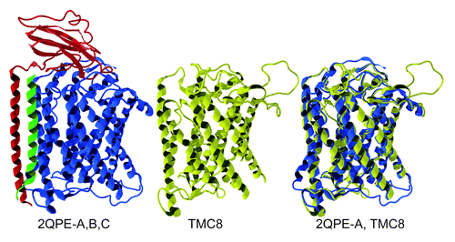 Figure 3. Unbiased protein homology modeling of TMC8 reveals structural similarities with subunit 1 of Cytochrome Ba3 Oxidase. Crystal structure representation of Cytochrome BA3 Oxidase (2QPE) from Thermus thermophiles (left); 2QPE Chain A (blue), 2QPE Chain B (red), and 2QPE Chain C (green). TMC8 reverse homology modeled using CPHmodels-3.2Citation93 (middle, yellow), and overlaid with 2PQE Chain A (right).