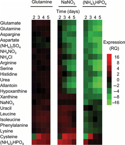 Fig. 6 (Colour online) Expression of FGSG_03881 in 22 different nitrogen conditions. The heat map shows relative expression (RQ) of FGSG_03881 determined using a ratio of the predicted GFP and measured GFP fluorescence values; predicted values were obtained using the formula derived from three different reference conditions (sodium nitrate, glutamine and ammonium phosphate dibasic) that are found in Fig. 5. The RQ is shown by the gradation scale with high expression represented by red and low expression represented by green. This result is a representative of three independent biological replicates.