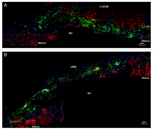 Figure 5. Immunofluorescent examination of (A) C-ECM and (B) UBM patches for α-actinin at 8 weeks after reconstruction. A distinct presence of GFP (+) cells (green) was observed within the C-ECM patches with minimal staining for α-actinin (α-actinin, red; draq 5, blue). (B) A distinct presence of GFP (+) cells (green) as well as GFP (-) cells (blue) was observed throughout the thickness of the UBM patches with intermittent staining for α-actinin. Scale indicates 100 µm.