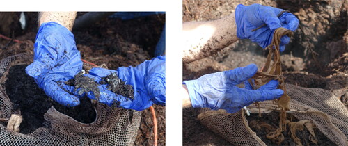 Figure 2. Further degradation of organic material after 2 months of hot composting.