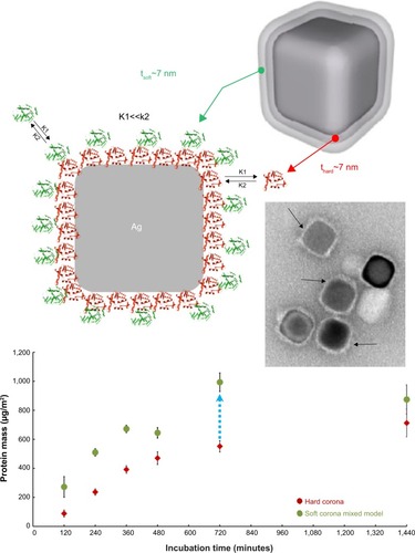 Figure 6 Quantification of protein corona layers around silver nanocubes; comparison of hard and soft corona.Notes: Schematic cartoon and transmission electron microscopy image of a silver nanocube surrounded by both soft (green) and hard (red) corona in a two-layer model. The soft corona mass was quantified and compared with the mass of hard corona. Data exhibited an eight times greater amount of protein on soft corona than hard corona for all points (ranging from 120 to 1,440 minutes). Reprinted with permission from Miclăuş T, Bochenkov VE, Ogaki R, Howard KA, Sutherland DS. Spatial mapping and quantification of soft and hard protein coronas at silver nanocubes. Nano Lett. 2014;14(4):2086–2093.Citation32 Copyright © 2014 American Chemical Society.