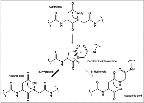Figure 2 Deamidation of asparagine residue.