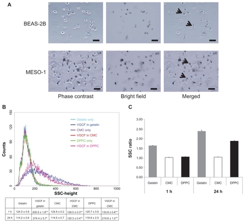 Figure 3 Quantification of VGCF uptake in different types of dispersion medium. (A) Trypsinized BEAS-2B and MESO-1 cells before flow cytometry. BEAS-2B cells exposed to 5 μg/mL of VGCF. MESO-1 cells exposed to 10 μg/mL of VGCF. Arrow indicates cell with endocytosed VGCF. Bar indicates 50 μm. (B) A univariate scatter histogram showing the cell counts vs sideward scatteringCitation46 for cells incubated with 10 μg/mL of VGCF in different types of dispersion medium for 24 hours. Each sample was 10,000 cells. Table shows the SSC value after 1 hour and 24 hours (mean ± SE n = 3, *P < 0.01, **P < 0.001. (C) The SSC ratio was calculated as the VGCF value divided by the DC value and indicates the relative VGCF volume.Abbreviations: CMC, carboxylmethyl cellulose; DC, dispersant control; DPPC, 1,2-dipalmitoylsn-glycero-3-phosphocholine; SE, standard error; SSC, side scatter; VGCF, vapor grown carbon fiber (VGCF®).