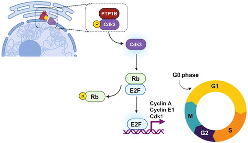 Figure 8 Proposed model for PTP1B regulation of cell cycle. PTP1B dephosphorylates and activates Cdk3, which in turn phosphorylates Rb, favoring its dissociation from E2F and promoting the expression of genes needed for the progression to S phase.