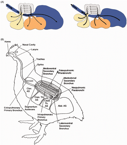 Figure 1. Anatomy of the avian lung. A: Schematic drawing of air flow in the avian lung during inspiration (left picture) and expiration (right picture) (adapted from Kothlow and Kaspers 2008, with permission from Elsevier). B: Respiratory system of chickens (Clav. AS = clavicular air sac; Cran. Th. AS = cranial thoracic air sac; Caud. Th. AS = caudal thoracic air sac; Abd. AS = abdominal air sac). During inhalation, the air sacs expand and air is drawn from the outside through the trachea and primary bronchi, partly towards the caudal air sacs and partly towards the paleopulmonic parabronchi (Fedde Citation1998).