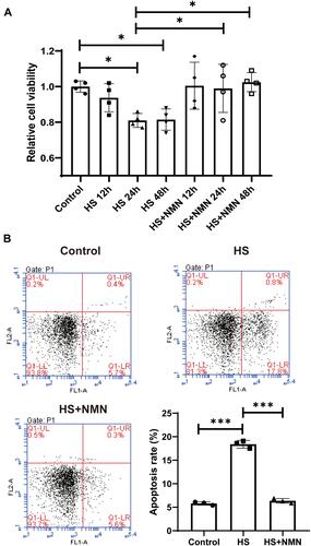 Figure 2 NMN improved cell viability and apoptotic status of HS-treated CEC. (A) The cell viability in control group, HS status and NMN-treated HS group in different time points. n=4, data presented as mean ± SD. One-way ANOVA with SNK multiple comparisons test. *P<0.05. (B) The cell apoptosis in control group, HS status and NMN-treated HS group. n=4, n = 3, data presented as mean ± SD. One-way ANOVA with SNK multiple comparisons test. ***P<0.001.