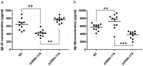 Figure 6. The ratio of Aβ42 to Aβ40 was improved with the overexpression of 17A. (a) Aβ42 concentration was notably reduced in 17A-depleted cells and was increased in 17A-overexpressing SH-SY5Y cells, in comparison with negative control cells (**p < 0.01; ***p < 0.001); (b) Aβ40 concentration was markedly enhanced in 17A-depleted cells, and was reduced in 17A-overexpressing SH-SY5Y cells, compared with NC cells (**p < 0.01; ***p < 0.001).