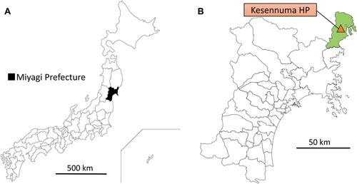 Figure 1 (A) Map of Japan. Miyagi prefecture, where Kesennuma City Hospital (HP) locates, is in the northeastern part of Japan (colored black). (B) Map of Miyagi prefecture. The Kesennuma area, with a background population of about 100,000 people, is colored light green. The red triangle is Kesennuma City HP, where this study was performed.