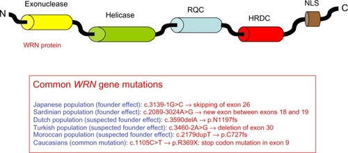 Figure 2 Representation of the WRN protein and summary of the most common WRN mutations leading to Werner syndrome.