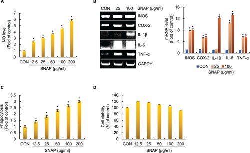 Figure 1. Effect of SNAP on macrophage activation in RAW264.7 cells. RAW264.7 cells were treated with SNAP for 24 h. NO level (A), mRNA level (B), phagocytotic activity (C) and cell viability (D) were measured by Griess assay, RT-PCR, neutral red assay, and MTT assay, respectively.