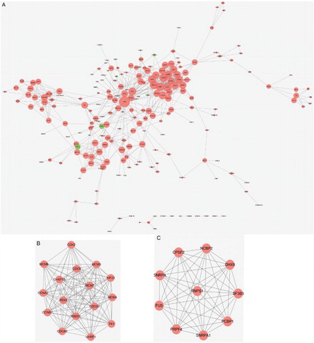 Figure 2 PPI network of HOXB4&HOXC4.DEGs (A) and two significant modules: Cluster 1 (B) and Cluster 2 (C). HOXB4&HOXC4.DEGs represent common DEGs in HOXB4/HOXC4-treated hematopoietic cells. Red nodes are up-regulated genes and green nodes are down-regulated ones. The lines stand for the interaction between genes. Nodes size represents their node degree.