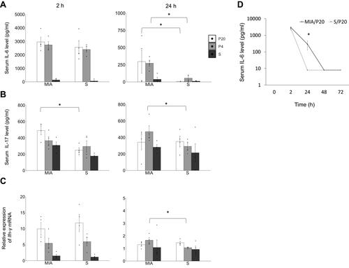 Figure 1 Immune overreaction induced by a second attack of poly(I:C) in offspring. (A) Serum IL-6 level at 2 and 24 h. (B) Serum IL-17 level at 2 and 24 h. (C) Relative expression level of Ifn-γ mRNA at 2 and 24 h. (D) Transition of IL-6 at 2, 24, 48, and 72 h in MIA/P20 and S/P20. *p < 0.05, Mann–Whitney U-test. Data are represented by mean ± SE. Number of dams = 4 in each group, number of pups = 8–9 in each group. P20, poly(I:C) 20 mg/kg; P4, poly(I:C) 4 mg/kg; S, saline.