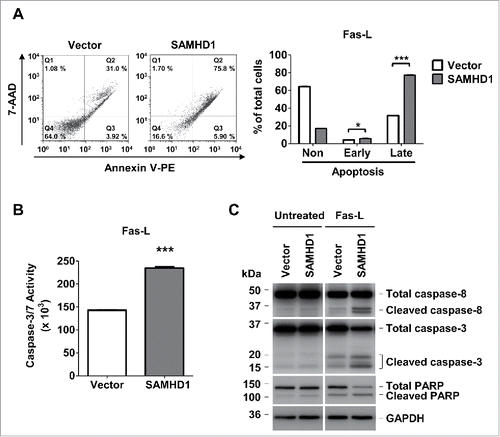 Figure 4. Exogenous SAMHD1 expression in HuT78 cells significantly increases Fas-L induced apoptosis and caspase-3/7 activity. (A) HuT78 vector control and SAMHD1-expressing cells were treated with 100 ng/ml Fas-L for 48 hours. After 48 hours of treatment, all the cells in triplicate were stained with annexin V-PE and 7-AminoactinomycinD (7-AAD) followed by flow cytometry. Representative flow cytometric profiles are presented (left panel). The percentage of non-apoptotic cells, early apoptotic cells, and late apoptotic cells were quantified as presented (right panel). (B) HuT78 vector control and SAMHD1-expressing cells were treated with 100 ng/ml Fas-L for 48 hours. Post-treatment, 1 × 104 cells per cell line were collected in triplicate and incubated in 100 µl of Caspase-Glo 3/7 reagent at room temperature in dark for 1 hour. Caspase-3/7 activity was then determined by measuring luminescence values. C, HuT78 vector control and SAMHD1-expressing cells were treated with Fas-L (100 ng/ml) for 48 hours. Post-treatment, cell lysates from all cell lines were collected and immunoblotting was performed using the antibodies to caspase-8, caspase-3, PARP, and GAPDH (loading control). All the data presented are representative of 3 independent experiments. A–B, ***, p < 0.001.